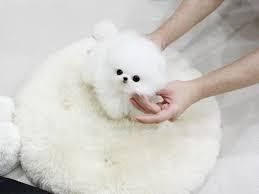 Gorgeous Pomeranian Pups Available