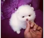 Teacup Pomeranian Available