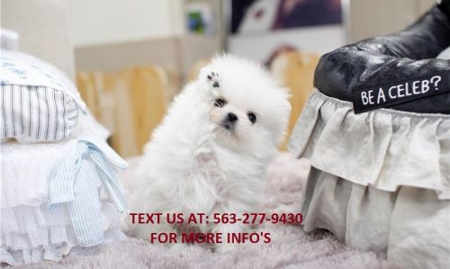 Ck Pomeranian females