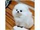 Stunning Super Cute Pomeranian Puppy