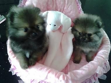 Gorgeous bear type Pomeranian