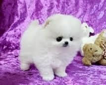 Purebred Pomeranian Puppies Available