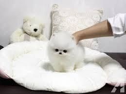 Charming Teacup Pom pups Available