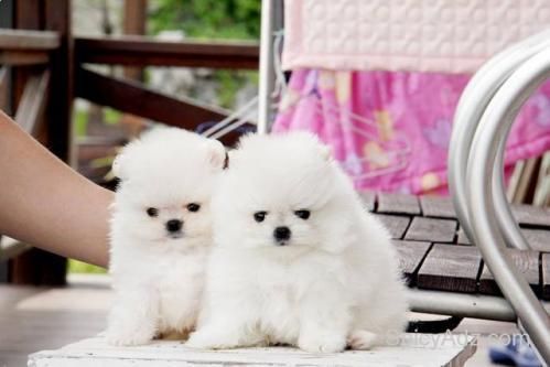 Tea Cup Pomeranian Puppies