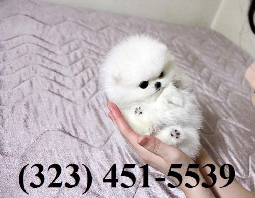 Pure Breed Pomeranian..text ***