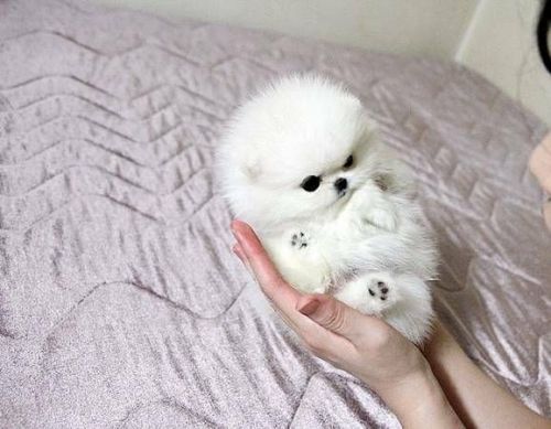 Priceless White Pomeranian (***) ***-***9