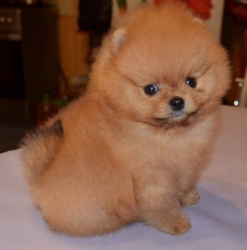 Super Adorable Teacup Pomeranian *** at ***