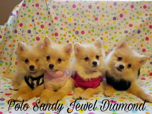 Pomeranian Puppies