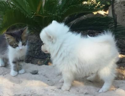 Gorgeous Pomeranian raised