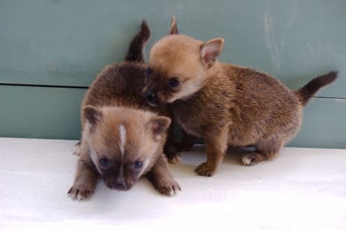 Pomchi males available