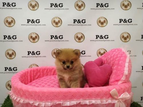 Pomeranian - Princess - Female