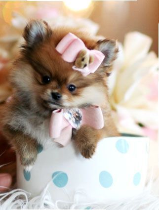 Gorgeous Tiny Pomeranians