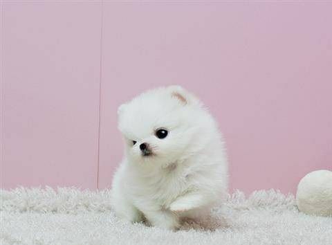 Adorable Male and Female Pomeranian Puppies Text at (***) ***-***0