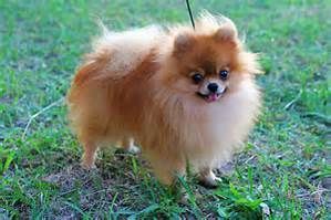 pomeranian puppy(***) ***-***7
