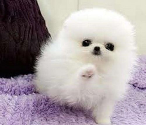 Female pomeranian ready for a new home .