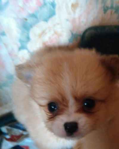 Sweet Pomeranian Puppies