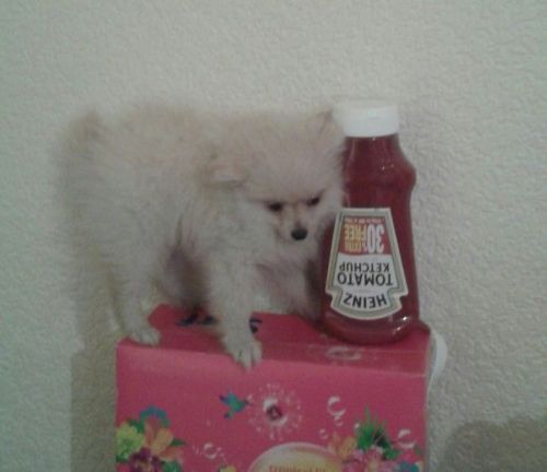 pomeranian puppies for sale