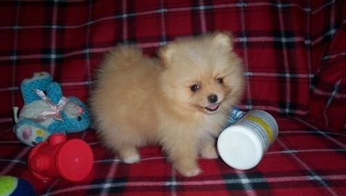 Awesome Cream Teacup Pomeranian Puppy