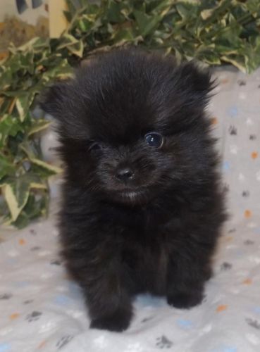 pomeranian puppies!