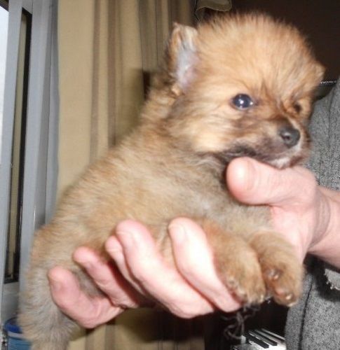 Pomeranian puppies male and female available contact ***