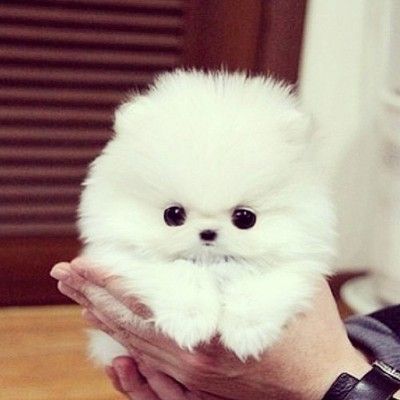 Priceless White Pomeranian Puppy For Adoption