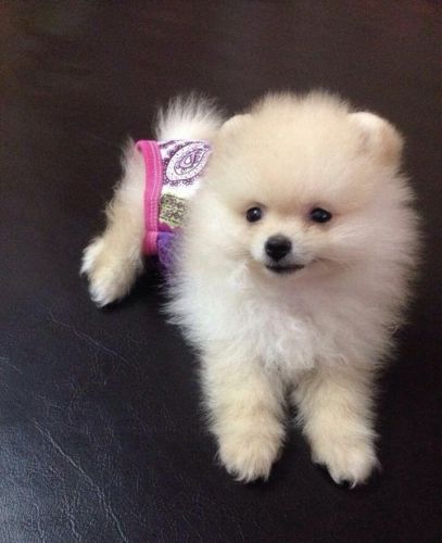 Purebred CKC Teacup Pomeranian Puppy for Sale