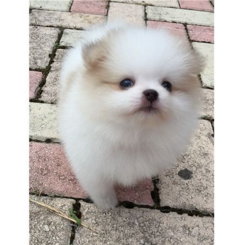 Purebred teacup Pomeranian puppies available
