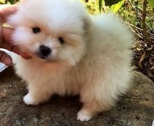 Pomeranian PuppiesGorgeous