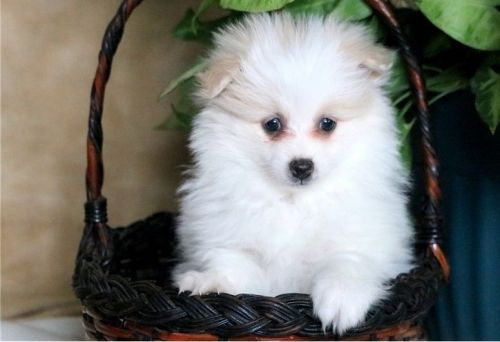 Stunning POMERANIAN puppy for sale.