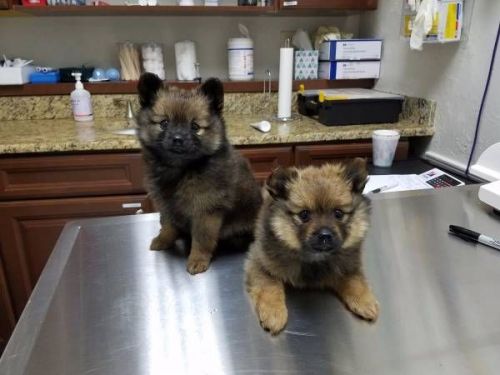 FREE Beautiful Po.m.eranian Pu.pp.ies Available TEXT***