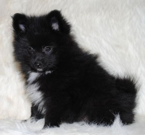 3 Beautiful Boy Pom X