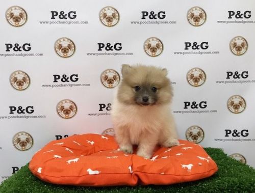 Pomeranian - Bluebell - Female