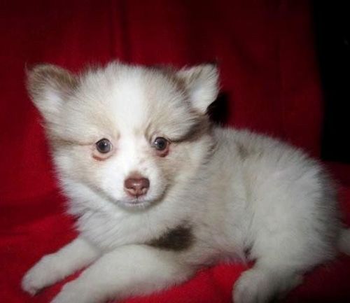 Kennel Club Registered Pom Boys And Girl