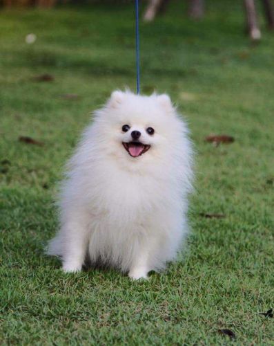 AMazing Pomeranian Puppy for sale