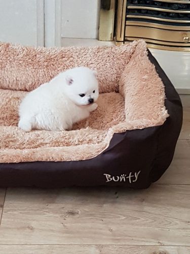 Adorable Pomeranian puppies for sale