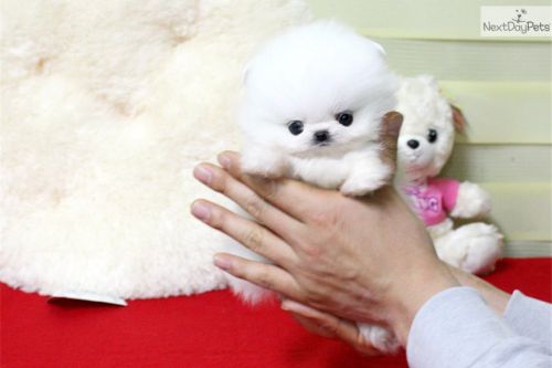 Lovely Pomeranian puppies for adoption