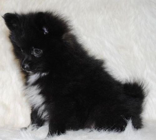 Male Pomeranian Puppy