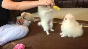 couple Pomeranian Puppies