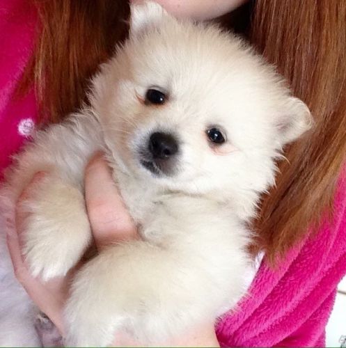Perfect Pomeranian Puppies