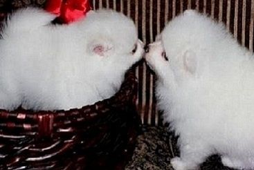 AKC Beautiful Pom Puppies