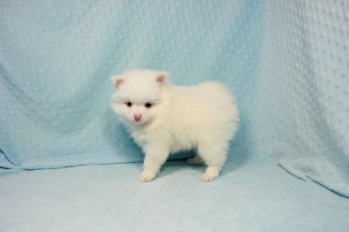 Cute lovely male and female Pomeranian puppy for adoption