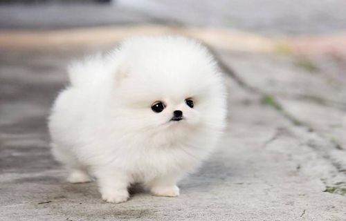 wonderful pomeranian puppy for adoption