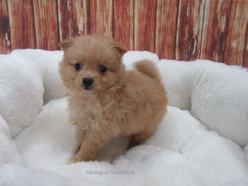 Pomeranian-Male-Deacon