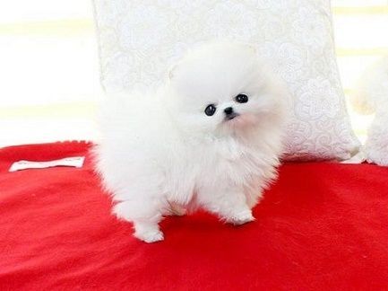 Toy Pomeranian Puppies Text: ***
