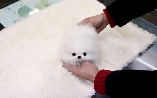 Fantastic Pomeranian Male