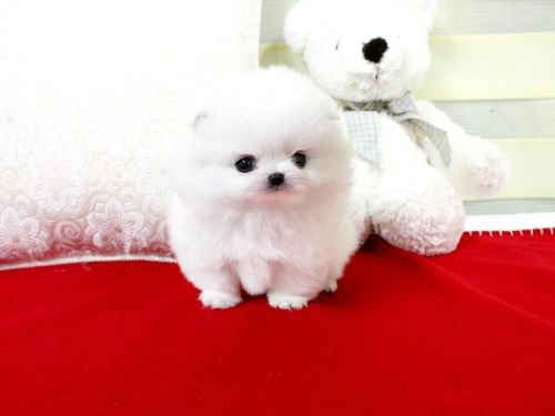 Perfect Teddy Bear Boy