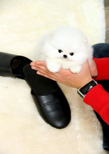 White Male Pomeranian
