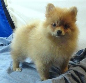 adorable pomerian puppies for anew home