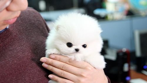 Two Awesome T-Cup Pomeranian Puppies text: ***