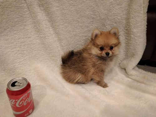 Tea Cup Pomeranian